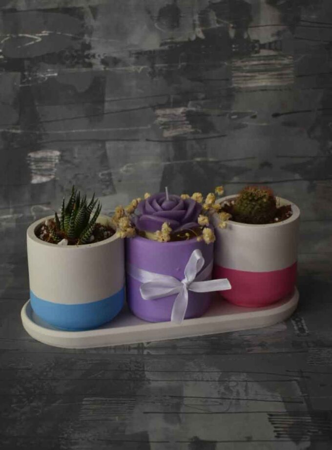 PLANT DEAL -1