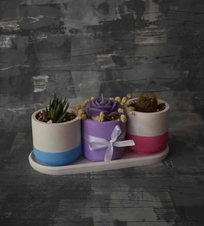 PLANT DEAL -1