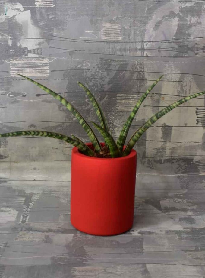 SNAKE PLANT