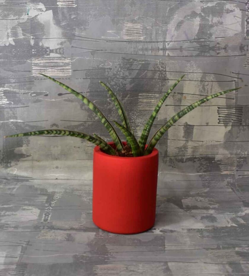 SNAKE PLANT